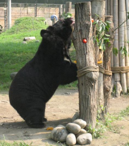 黑熊寿命是多少年
